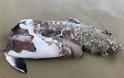 Αυστραλία: Καρχαρίες επιτέθηκαν σε φάλαινα - Έκλεισε η Bondi Beach - Φωτογραφία 2