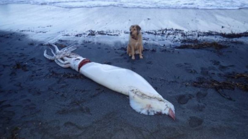 Γιγαντιαίο καλαμάρι 5 μέτρων ξεβράστηκε σε ακτή της Νέας Ζηλανδίας (pics) - Φωτογραφία 1
