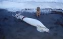 Γιγαντιαίο καλαμάρι 5 μέτρων ξεβράστηκε σε ακτή της Νέας Ζηλανδίας (pics)