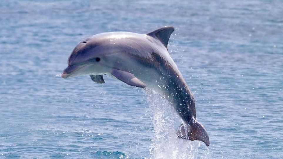 Ζαφάρ: Το δελφίνι που έχει «κάψες» τρομοκρατεί τους λουόμενους στη Γαλλική Βρετάνη - Φωτογραφία 1