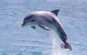 Ζαφάρ: Το δελφίνι που έχει «κάψες» τρομοκρατεί τους λουόμενους στη Γαλλική Βρετάνη