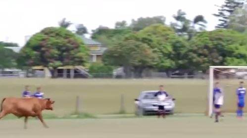Βίντεο: Ταύρος εισέβαλε σε γήπεδο που έπαιζαν παιδιά! - Φωτογραφία 1