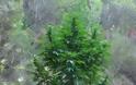 Βόνιτσα: 39χρονος φυγόποινος καλλιεργούσε δενδρύλλια κάνναβης στο δάσος