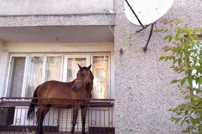 Δείτε τι ανέβασε ο αθεόφοβος στο μπαλκόνι του! [photo] - Φωτογραφία 2