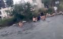 Πρέβεζα: Η πεζή καταδίωξη συνεχίστηκε στη θάλασσα! – Οι αστυνομικοί συνέλαβαν οπλισμένο ύποπτο μέσα στο νερό - Φωτογραφία 2
