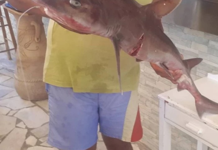 Ψαράς έπιασε καρχαρία κοντά στην Γαύδο (φωτο) - Φωτογραφία 1