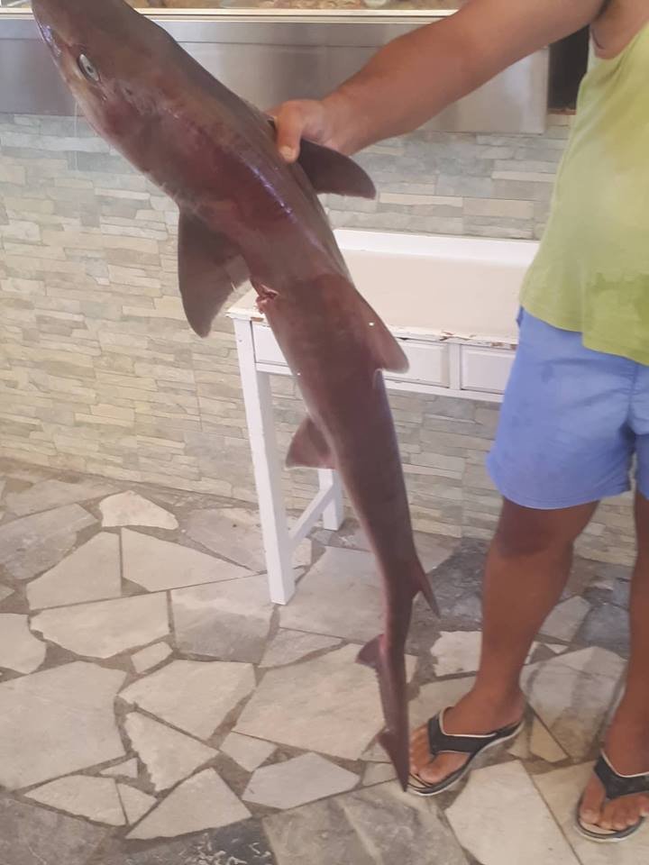 Ψαράς έπιασε καρχαρία κοντά στην Γαύδο (φωτο) - Φωτογραφία 2