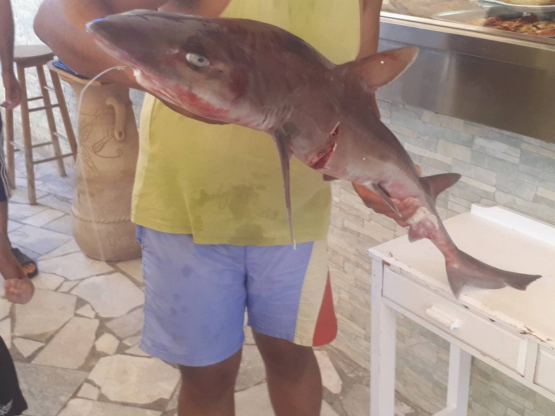 Ψαράς έπιασε καρχαρία κοντά στην Γαύδο (φωτο) - Φωτογραφία 3