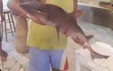 Ψαράς έπιασε καρχαρία κοντά στην Γαύδο (φωτο) - Φωτογραφία 3