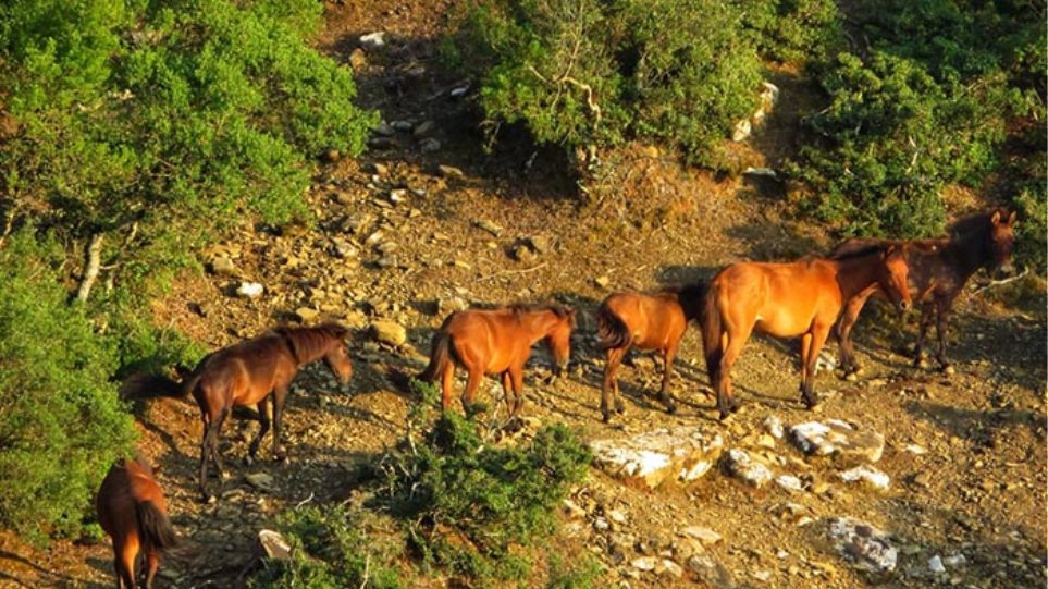 Μοναδικές φωτογραφίες από τα άγρια άλογα του Πεταλά του Δήμου Αμφιλοχίας - Φωτογραφία 1