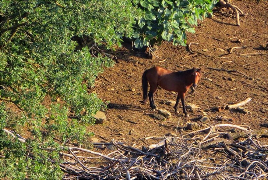 Μοναδικές φωτογραφίες από τα άγρια άλογα του Πεταλά του Δήμου Αμφιλοχίας - Φωτογραφία 2