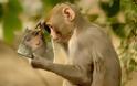 Μαϊμού βλέπει για πρώτη φορά τον εαυτό της στον καθρέπτη - Φωτογραφία 1