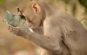 Μαϊμού βλέπει για πρώτη φορά τον εαυτό της στον καθρέπτη - Φωτογραφία 2