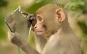 Μαϊμού βλέπει για πρώτη φορά τον εαυτό της στον καθρέπτη - Φωτογραφία 4