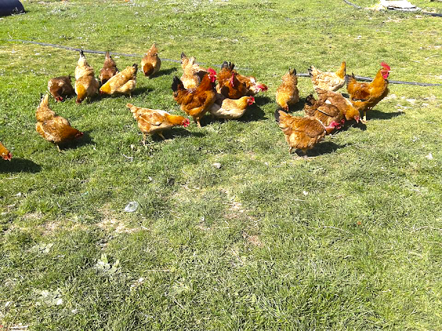 ΒΟΝΙΤΣΑ: Πτηνοτροφική μονάδα Τα Καμπίσια της Νίκης Αθήνη: Φρέσκα προϊόντα από το κοτέτσι! - Φωτογραφία 4