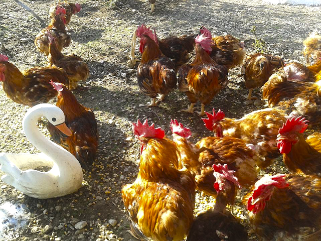 ΒΟΝΙΤΣΑ: Πτηνοτροφική μονάδα Τα Καμπίσια της Νίκης Αθήνη: Φρέσκα προϊόντα από το κοτέτσι! - Φωτογραφία 6