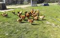 ΒΟΝΙΤΣΑ: Πτηνοτροφική μονάδα Τα Καμπίσια της Νίκης Αθήνη: Φρέσκα προϊόντα από το κοτέτσι! - Φωτογραφία 5