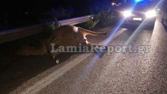 Λαμία: Αυτοκίνητο τράκαρε με αδέσποτη αγελάδα - Φωτογραφία 1