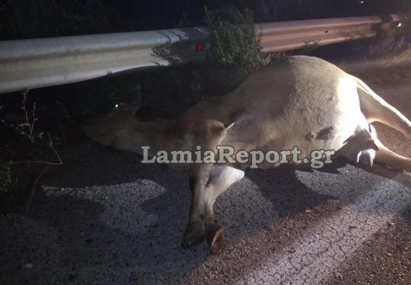 Λαμία: Αυτοκίνητο τράκαρε με αδέσποτη αγελάδα - Φωτογραφία 5
