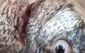 Ιδιοκτήτης εστιατορίου κολλούσε ψεύτικα πλαστικά μάτια στα ψάρια - Φωτογραφία 2