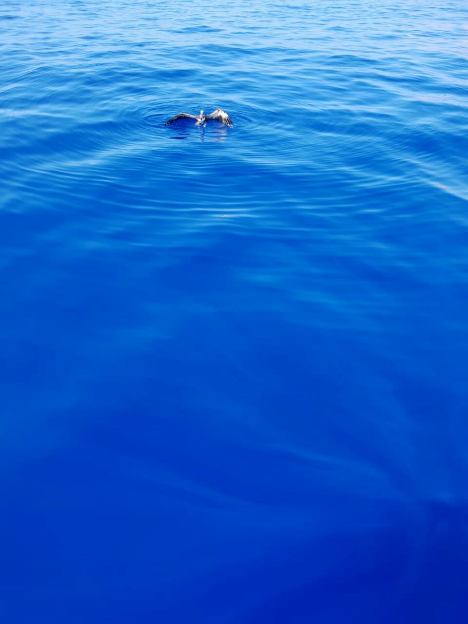 Κρήτη: Βρήκε τραυματισμένο γύπα στην θάλασσα - Φωτογραφία 2