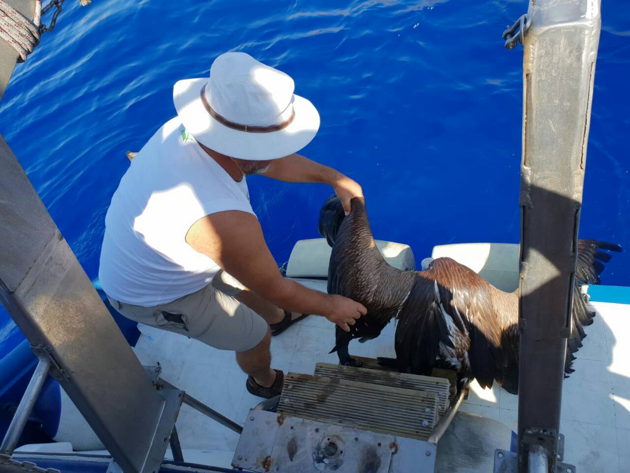 Κρήτη: Βρήκε τραυματισμένο γύπα στην θάλασσα - Φωτογραφία 3