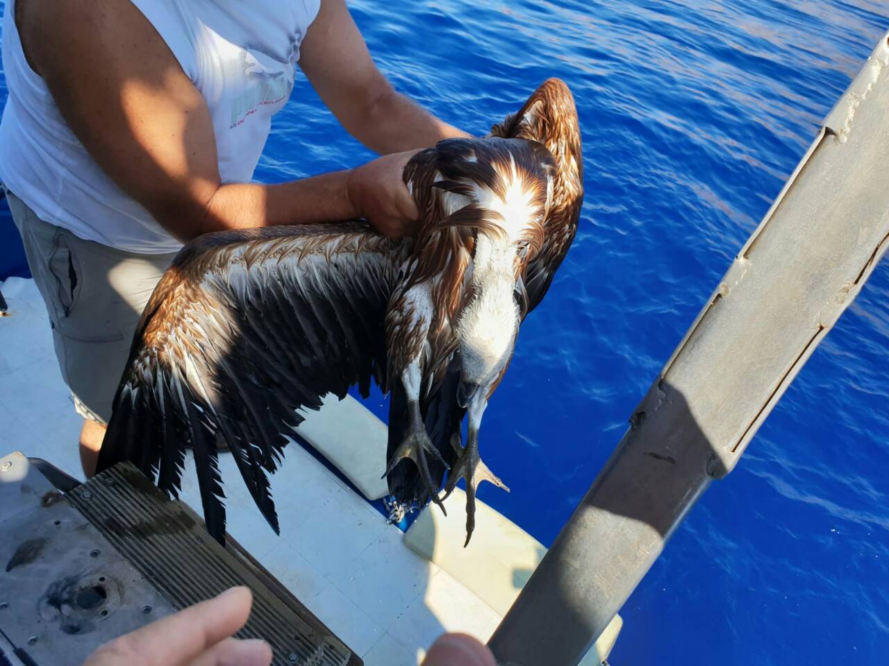 Κρήτη: Βρήκε τραυματισμένο γύπα στην θάλασσα - Φωτογραφία 4