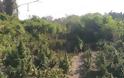 Φυτεία με πάνω από 1.100 δενδρύλλια κάνναβης σε αγροτική περιοχή της Θεσσαλονίκης - Φωτογραφία 1