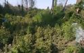 Φυτεία με πάνω από 1.100 δενδρύλλια κάνναβης σε αγροτική περιοχή της Θεσσαλονίκης - Φωτογραφία 2