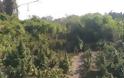 Φυτεία με πάνω από 1.100 δενδρύλλια κάνναβης σε αγροτική περιοχή της Θεσσαλονίκης - Φωτογραφία 3