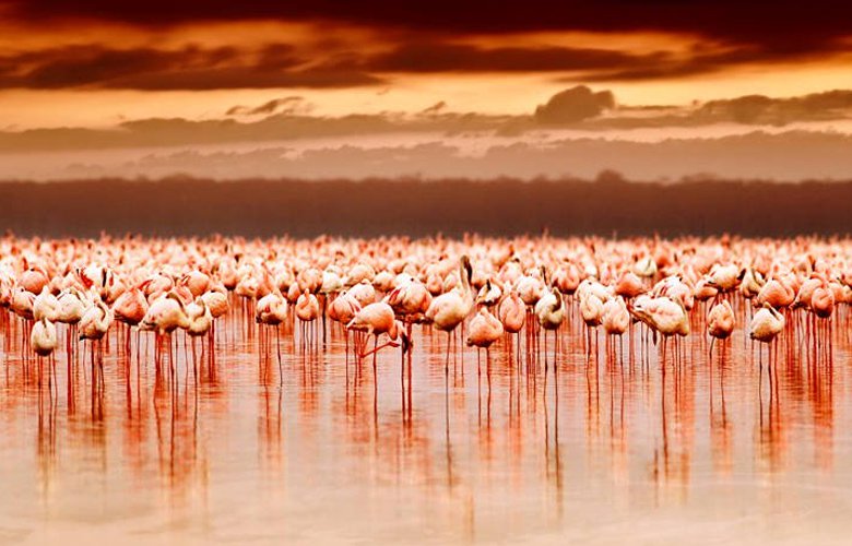Η λίμνη Νακούρου στην Κένυα με τα αμέτρητα φλαμίνγκο - Φωτογραφία 4