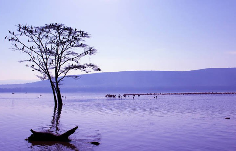 Η λίμνη Νακούρου στην Κένυα με τα αμέτρητα φλαμίνγκο - Φωτογραφία 5
