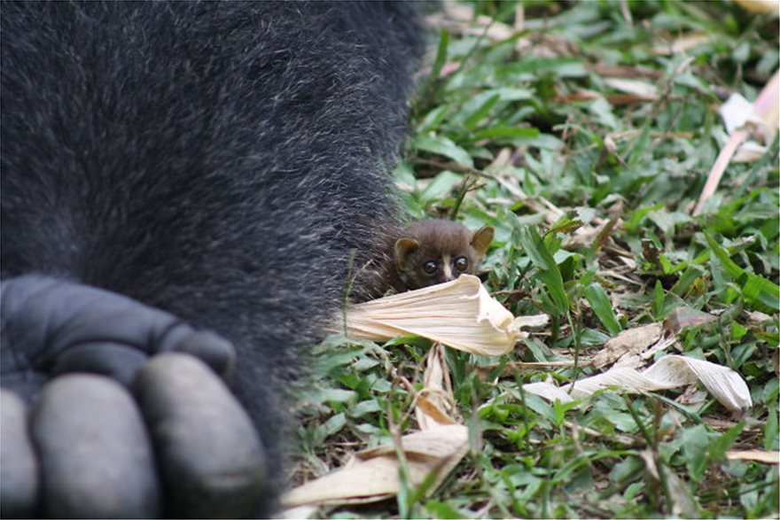 Ένας γορίλας συνάντησε ένα μικροσκοπικό πλάσμα στο δάσος - Φωτογραφία 3