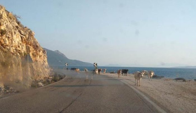 Θανάσιμη Απειλή για τους Οδηγούς τα ανεπιτήρητα Ζώα στη διαδρομή ΠΑΛΑΙΡΟΣ–ΜΥΤΙΚΑΣ-ΑΣΤΑΚΟΣ-ΛΕΣΙΝΙ (ΦΩΤΟ) - Φωτογραφία 2