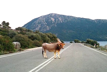 Θανάσιμη Απειλή για τους Οδηγούς τα ανεπιτήρητα Ζώα στη διαδρομή ΠΑΛΑΙΡΟΣ–ΜΥΤΙΚΑΣ-ΑΣΤΑΚΟΣ-ΛΕΣΙΝΙ (ΦΩΤΟ) - Φωτογραφία 3