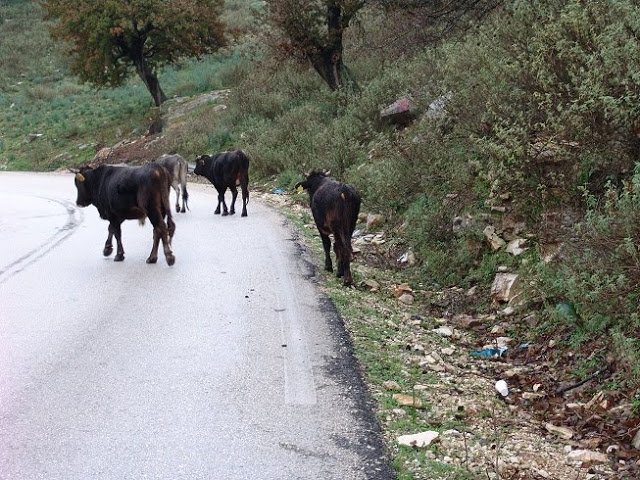 Θανάσιμη Απειλή για τους Οδηγούς τα ανεπιτήρητα Ζώα στη διαδρομή ΠΑΛΑΙΡΟΣ–ΜΥΤΙΚΑΣ-ΑΣΤΑΚΟΣ-ΛΕΣΙΝΙ (ΦΩΤΟ) - Φωτογραφία 4