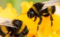 Οι μέλισσες εθίζονται στα νεονικοτινοειδή όπως ο άνθρωπος στη νικοτίνη