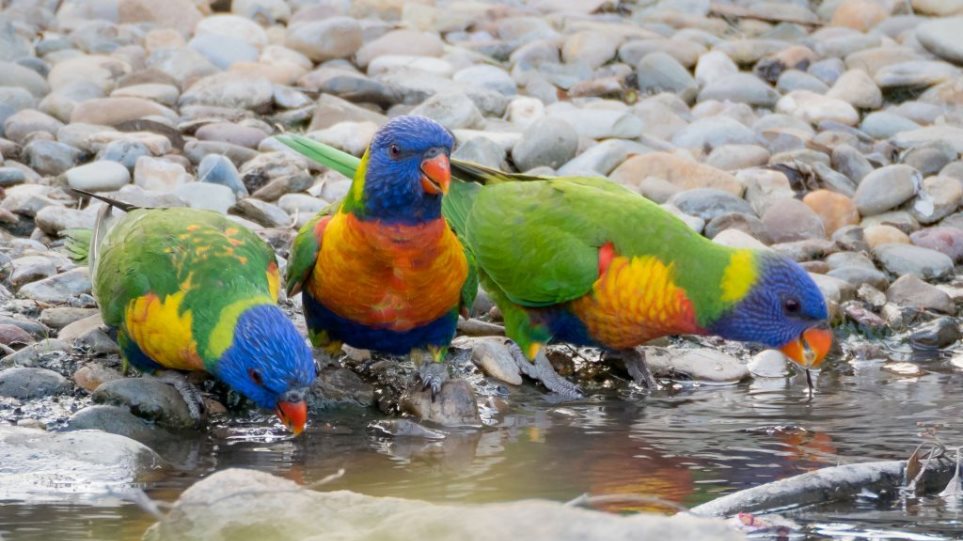 Η ξηρασία στην Αυστραλία κρατά τα πουλιά στα πάρκα του Σίδνεϊ - Φωτογραφία 1