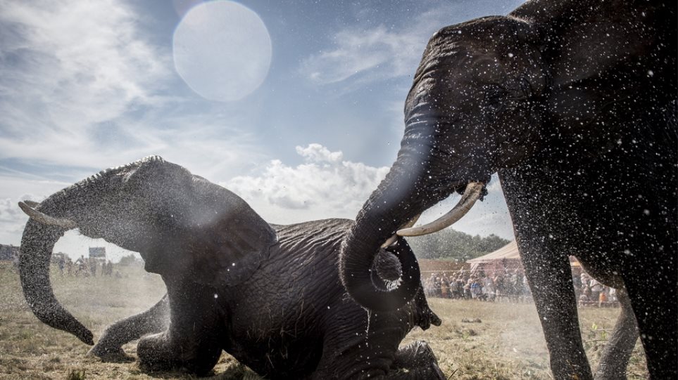 Λαθροκυνηγοί σκότωσαν 87 ελέφαντες στην Μποτσουάνα - Φωτογραφία 1