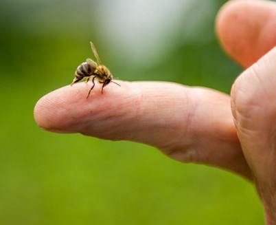 Τσίμπημα από μέλισσα: 4 φυσικές λύσεις αντιμετώπισης - Φωτογραφία 1