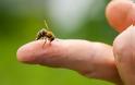 Τσίμπημα από μέλισσα: 4 φυσικές λύσεις αντιμετώπισης