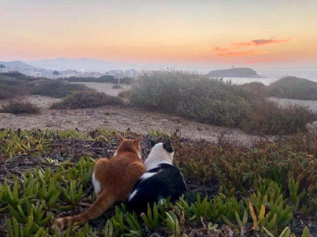 Δύο γάτες χαζεύουν το ηλιοβασίλεμα στη Νάξο – Η ιστορία πίσω από τη φωτογραφία που έγινε viral - Φωτογραφία 2