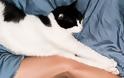 Τα επιστημονικά αποδεδειγμένα οφέλη του να αγαπάς τις γάτες