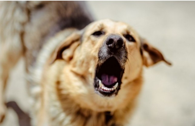 Κύπρος: «Πέφτουν» η μια μετά την άλλη οι υποθέσεις για γαβγίσματα σκύλων - Φωτογραφία 1