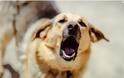 Κύπρος: «Πέφτουν» η μια μετά την άλλη οι υποθέσεις για γαβγίσματα σκύλων
