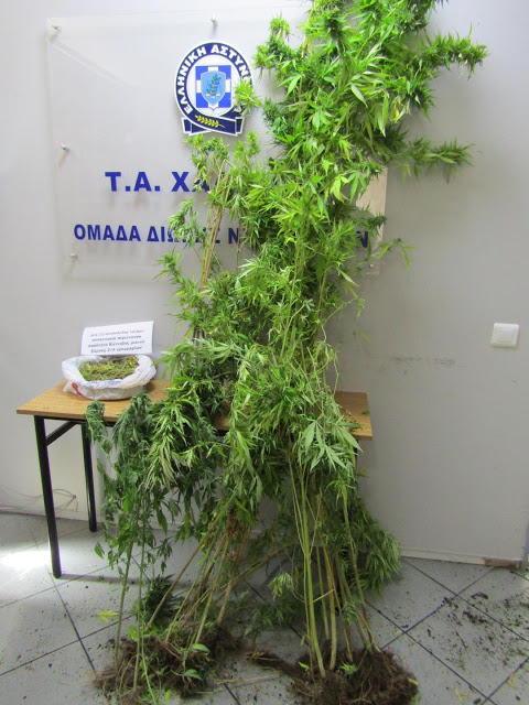 Ψαχνά: 31χρονος καλλιεργούσε δενδρύλλια χασίς στην αυλή του - Τα «μυρίστηκε» ο αστυνομικός σκύλος (ΦΩΤΟ) - Φωτογραφία 2