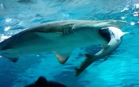 Τρομερό! Ανακαλύφθηκε ο πρώτος «χορτοφάγος» καρχαρίας - Φωτογραφία 1