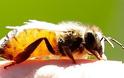Στρατιωτικός πέθανε από τσίμπημα μέλισσας στα Γρεβενά