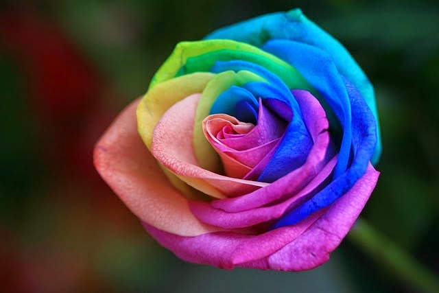 Δείτε το πιό όμορφο και περίεργο τριαντάφυλλο του κόσμου... [photo] - Φωτογραφία 2