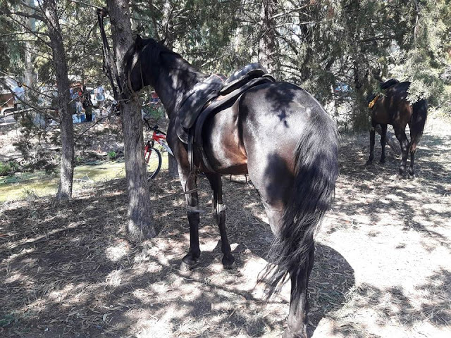 Εντυπωσίασαν οι 10οι Ιππικοί αγώνες στη ΒΟΝΙΤΣΑ | ΦΩΤΟ: Στέλλα Λιάπη - Φωτογραφία 148